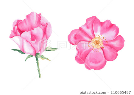 Set of two pink dog rose flowers isolated on white background. Watercolor hand drawn illustration. 110665497