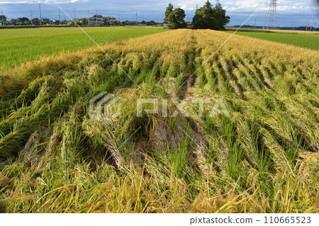 風水災損的稻穗 110665523