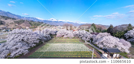 "Yamanashi Prefecture" Photographing cherry blossoms and trumpet daffodils at Jissoji Temple with a drone "Yamanashi Prefecture" Photographing cherry blossoms and trumpet daffodils at Jissoji Temple with a drone 110665610