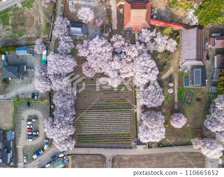Cherry blossoms and approximately 80,000 trumpet daffodils at Jissoji Temple in Yamanashi Prefecture Cherry blossoms and approximately 80,000 trumpet daffodils at Jissoji Temple in Yamanashi Prefecture 110665652