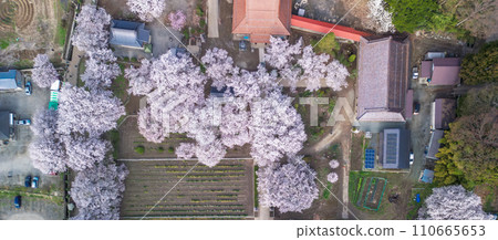 「山梨縣」無人機鳥瞰實相寺的櫻花和水仙花田 「山梨縣」無人機鳥瞰實相寺的櫻花和水仙花田 110665653