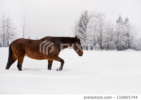 Dark brown horse walks on snow covered field in winter, blurred trees in background, view from side 110665744