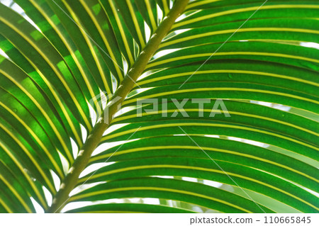 Close up of palm leaf - sun shines through in background, abstract tropical background Close up of palm leaf - sun shines through in background, abstract tropical background 110665845