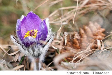 Purple greater pasque flower - Pulsatilla grandis - growing in dry grass, close up detail Purple greater pasque flower - Pulsatilla grandis - growing in dry grass, close up detail 110665846