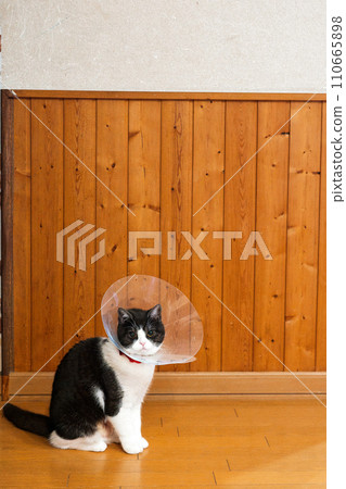 colored cat 110665898