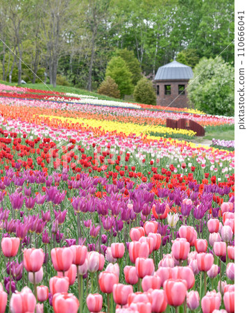 Takino Hills Park Tulip Takino Hills Park Tulip 110666041