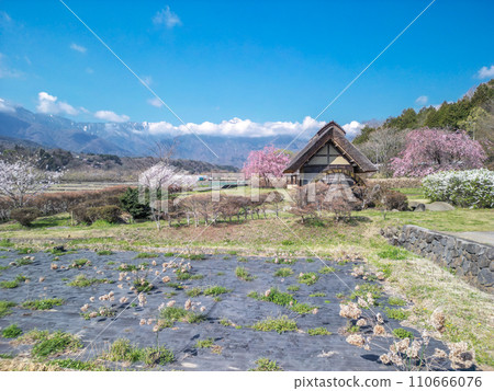 ``Yamanashi Prefecture'' Clear skies and cherry blossom blooming scenery at Suisha-no-Sato Park ``Yamanashi Prefecture'' Clear skies and cherry blossom blooming scenery at Suisha-no-Sato Park 110666076