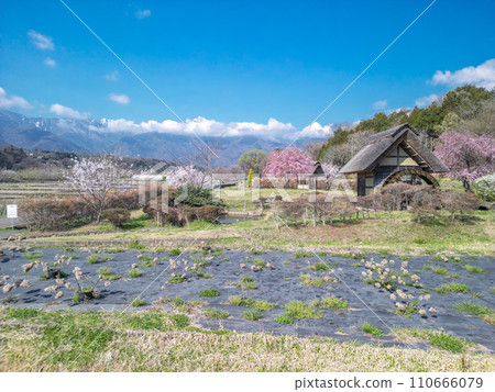 ``Yamanashi Prefecture'' Clear skies and cherry blossom blooming scenery at Suisha-no-Sato Park 110666079