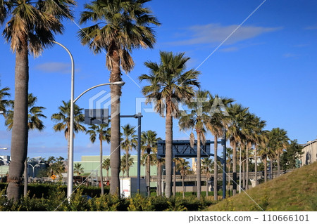 Urayasu palm tree landscape Urayasu palm tree landscape 110666101