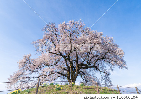 「山梨縣」酪梨的孤櫻 110666104