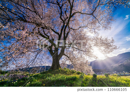 「山梨縣」酪梨的孤櫻 110666105