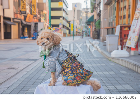 dog and hakama dog and hakama 110666302
