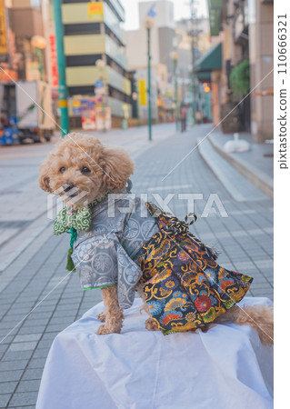 dog and hakama dog and hakama 110666321
