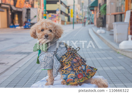 dog and hakama dog and hakama 110666322