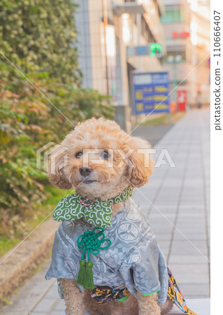 dog and hakama 110666407