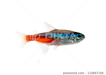 Neon tetra white background 110667188