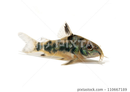Corydoras Corydoras paleatus white background Corydoras Corydoras paleatus white background 110667189