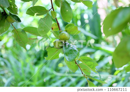 cute persimmon fruit cute persimmon fruit 110667211