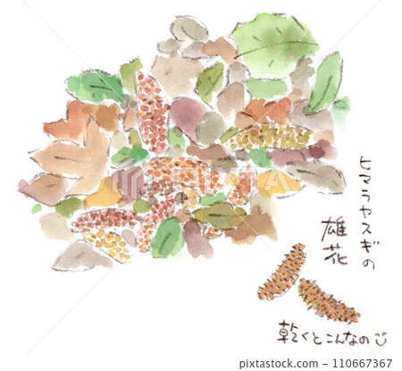 秋冬植物,喜馬拉雅雪松雄花水彩插圖 秋冬植物,喜馬拉雅雪松雄花水彩插圖 110667367