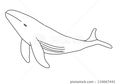Big whale swimming underwater, doodle style flat vector outline for coloring book 110667442