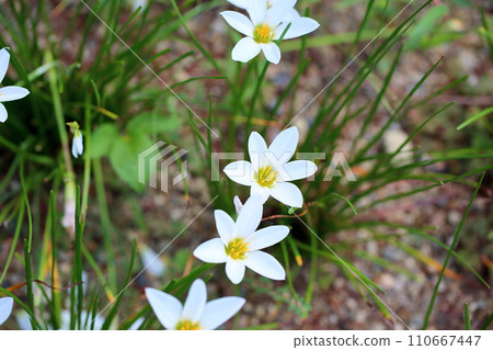 Thamas敢於開花 Thamas敢於開花 110667447