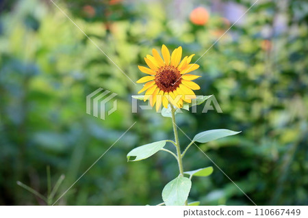 Sunflower flowers Sunflower flowers 110667449