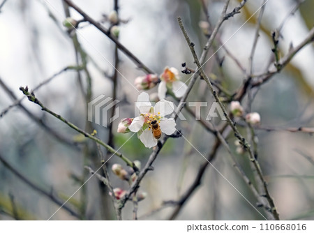 A bee pollinates an almond tree flower A bee pollinates an almond tree flower 110668016