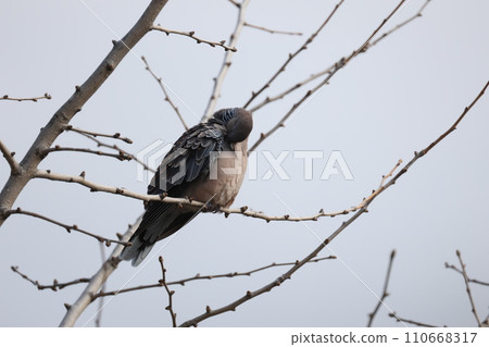 A turtledove perching on a branch 110668317