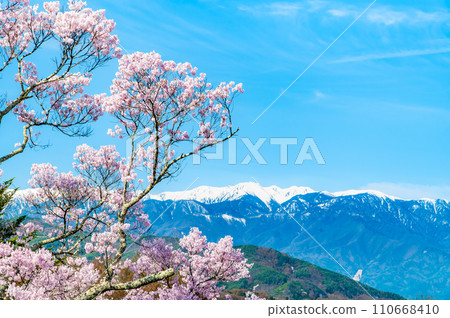 長野高遠城跡公園 - 從主圍場眺望中央阿爾卑斯山，櫻花盛開 110668410