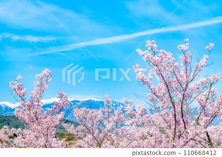 Nagano Takato Castle Ruins Park - Central Alps seen from the main enclosure with cherry blossoms in full bloom Nagano Takato Castle Ruins Park - Central Alps seen from the main enclosure with cherry blossoms in full bloom 110668412