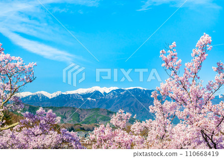 Nagano Takato Castle Ruins Park - Central Alps seen from the main enclosure with cherry blossoms in full bloom Nagano Takato Castle Ruins Park - Central Alps seen from the main enclosure with cherry blossoms in full bloom 110668419