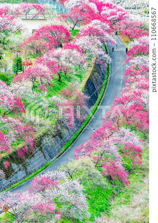 Achi Village, Nagano Prefecture, a village of pink flowers and peaches 110668567