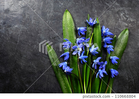 Spring blossoming Siberian squill (Scilla siberica) flowers on green leaves background, selective focus, shalow DOF, toned 110668804