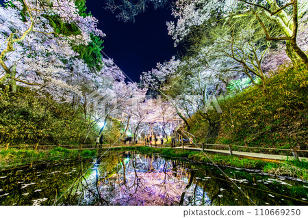 Night cherry blossoms at Takato Castle Ruins Park, Nagano, under Okumo Bridge 110669250
