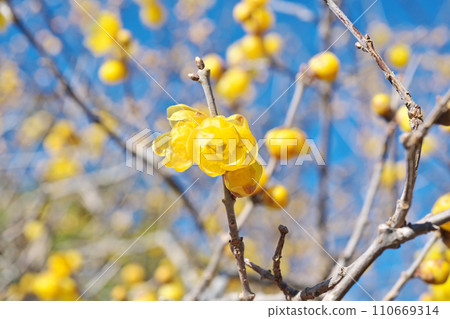 黃色臘梅花（冬季，一月） 110669314