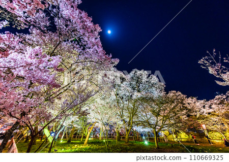 Nagano Takato Castle Ruins Park night cherry blossoms Honmaru Nagano Takato Castle Ruins Park night cherry blossoms Honmaru 110669325