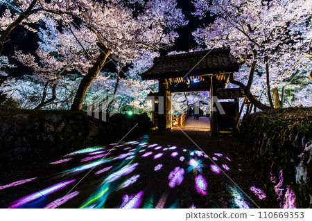 Night cherry blossoms at Nagano Takato Castle Ruins Park Toiyamon Night cherry blossoms at Nagano Takato Castle Ruins Park Toiyamon 110669353