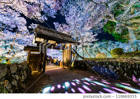 Night cherry blossoms at Nagano Takato Castle Ruins Park Toiyamon 110669355