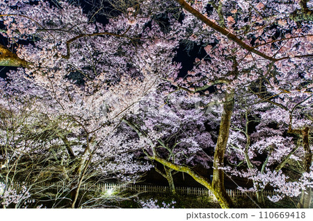 Night cherry blossoms at Takato Castle Ruins Park, Nagano Night cherry blossoms at Takato Castle Ruins Park, Nagano 110669418