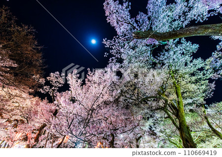 Night cherry blossoms at Takato Castle Ruins Park, Nagano Night cherry blossoms at Takato Castle Ruins Park, Nagano 110669419