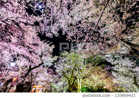 長野縣高遠城跡公園的夜櫻 長野縣高遠城跡公園的夜櫻 110669421