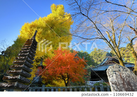 Iwadono Kannon, Higashimatsuyama City, Saitama Prefecture, Iwadono Kannon Iwadonoyama, yellowed large ginkgo biloba and maple leaves in front of the Kannondo Hall of Shoboji Temple Iwadono Kannon, Higashimatsuyama City, Saitama Prefecture, Iwadono Kannon Iwadonoyama, yellowed large ginkgo biloba and maple leaves in front of the Kannondo Hall of Shoboji Temple 110669432