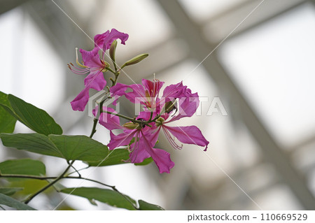 大花花 大花花 110669529