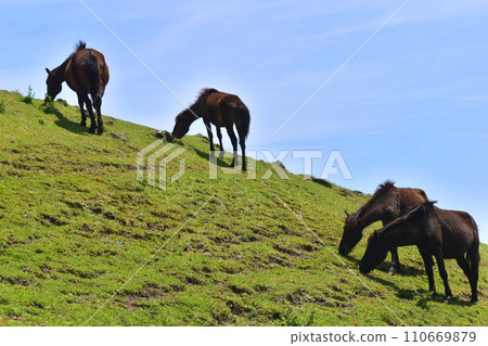 Miyazaki Horse Horse Miyazaki Prefecture Cape Toi Miyazaki Horse Horse Miyazaki Prefecture Cape Toi 110669879