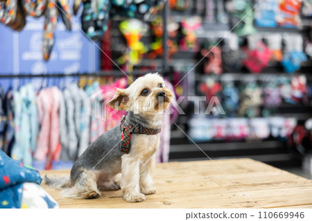 Little cute Yorkshire terrier sitting in pet shop interior Little cute Yorkshire terrier sitting in pet shop interior 110669946