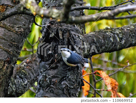A forest of trees in the Nishioka water source area of Sapporo where the autumn leaves are beginning to appear, and a nuthatch about to take flight A forest of trees in the Nishioka water source area of Sapporo where the autumn leaves are beginning to appear, and a nuthatch about to take flight 110669952