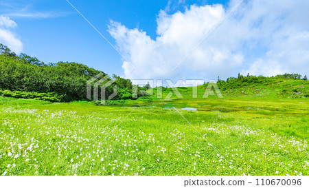 Climbing Mt. Hiuchi in summer (Tengu's garden: Cotton grass community) Climbing Mt. Hiuchi in summer (Tengu's garden: Cotton grass community) 110670096