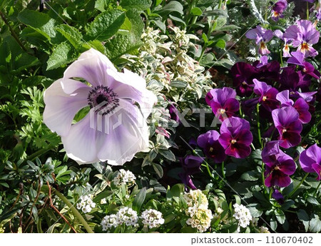 沐浴在陽光下的白色大花和周圍可愛的花朵② 110670402