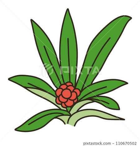 Omoto Omoto 110670502