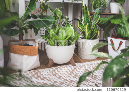 Houseplant domestic jungle garden organization fresh natural plant pots variegated monstera  110670829